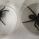 Imagen para el artículo titulado A la izquierda, una araña embudo australiana. A la derecha, el espécimen de récord que acaban de encontrar